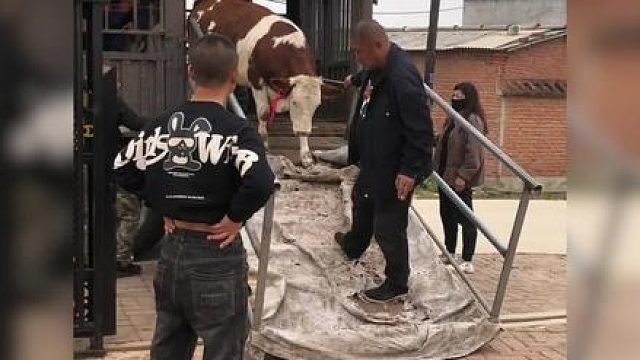 原来不管哪个物种都有自己的显眼包啊！