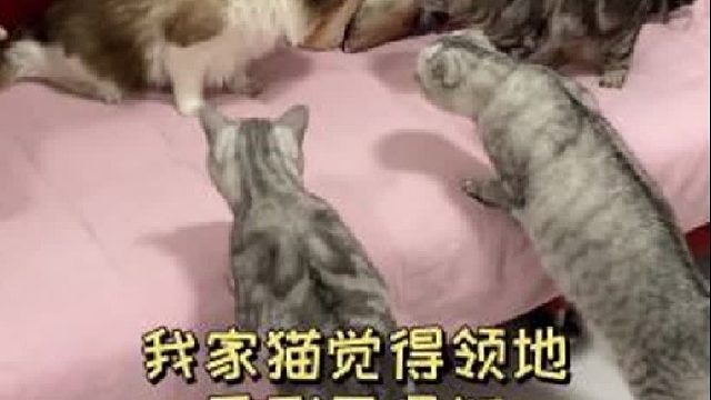 53. 大白来我家后，被5只猫集体围攻！吓尿了