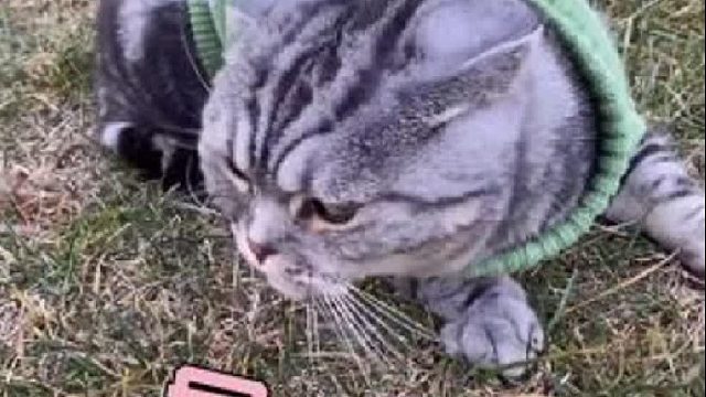 54. 路上捡了个猫，抱走发现太能吃了！