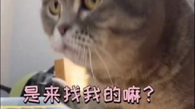 55. 教你如何白捡一只猫