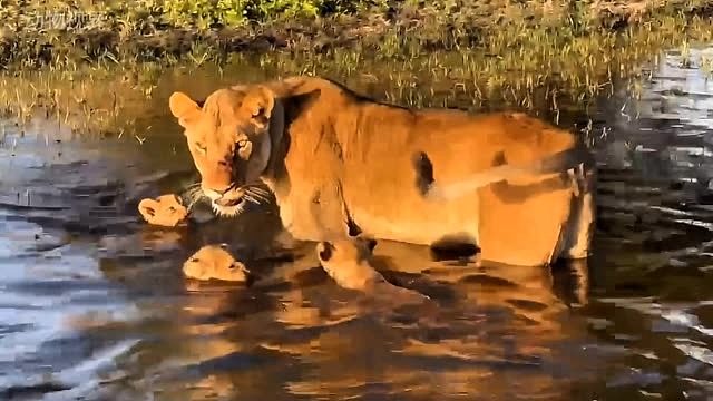 小狮子过河，走一半跑回去了