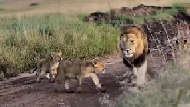 小狮子迎接雄狮回家