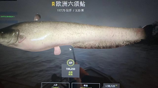 群岛第二星猪117.75kg！#EMO要一个奇迹-1上鱼