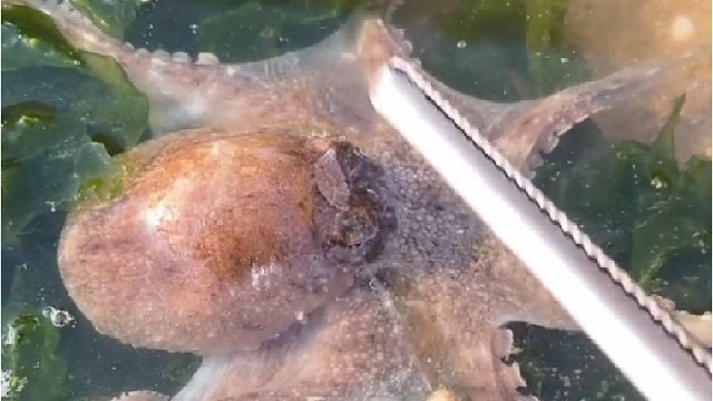 户外赶海抓海鲜