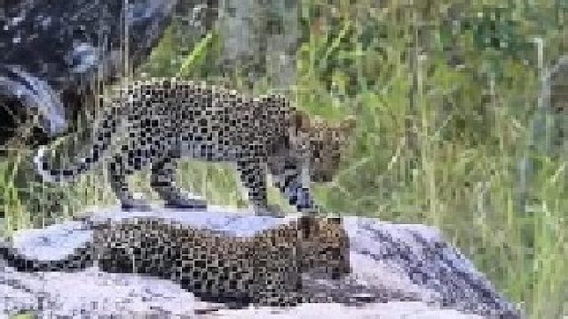 两只花豹幼崽追逐打闹