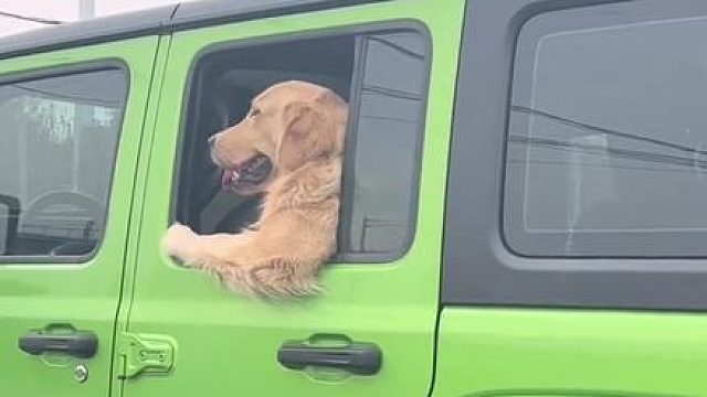 狗子：讨厌没有边界感的人类