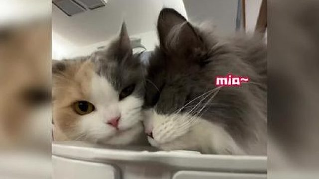 喵界最佳损友，友谊的小船说翻就翻 猫猫：你怎么没有边界感呀