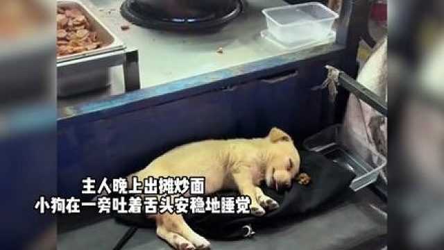 被爱护的狗狗，这就是被在乎的幸福