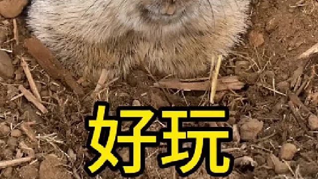 真好玩。