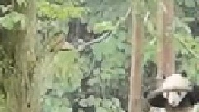 熊猫：怎么样，票没有白买吧