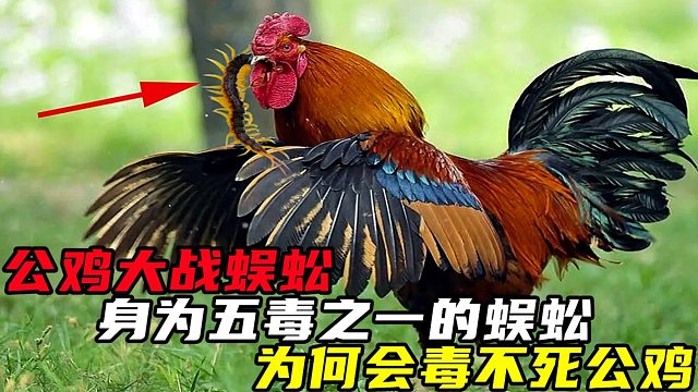 五毒之一的蜈蚣，为什么害怕公鸡？看完明白