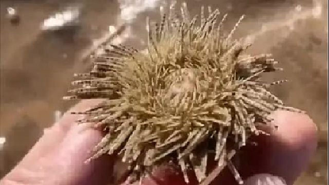 户外赶海抓海鲜