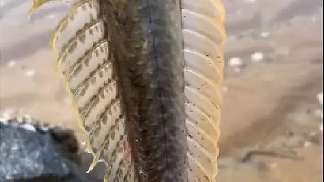 赶海赶海赶海啦