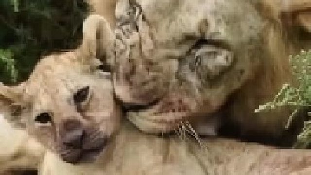 小狮子和雄狮父亲玩的很开心
