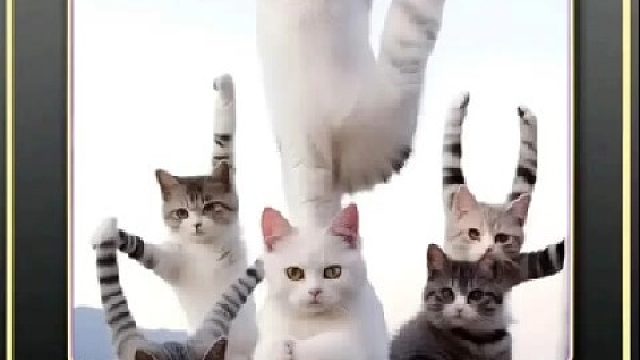 那些有故事的猫