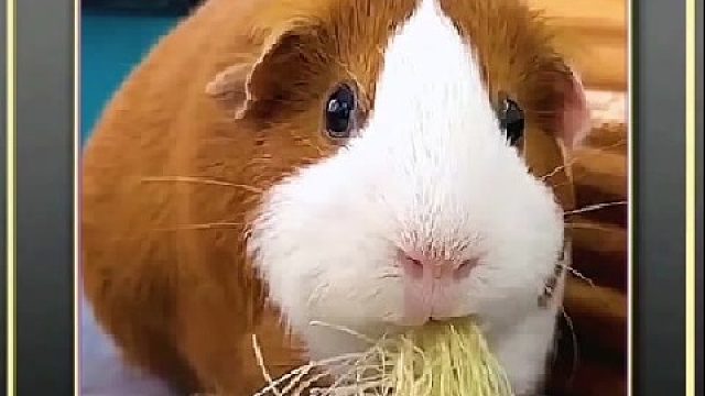 那些可爱小型萌宠