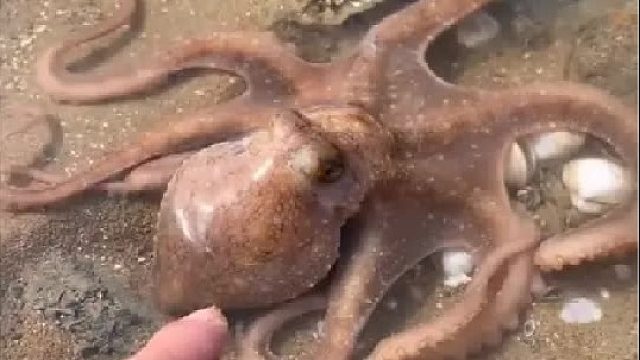 户外赶海抓海鲜