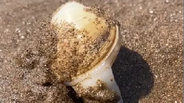 赶海赶海赶海啦