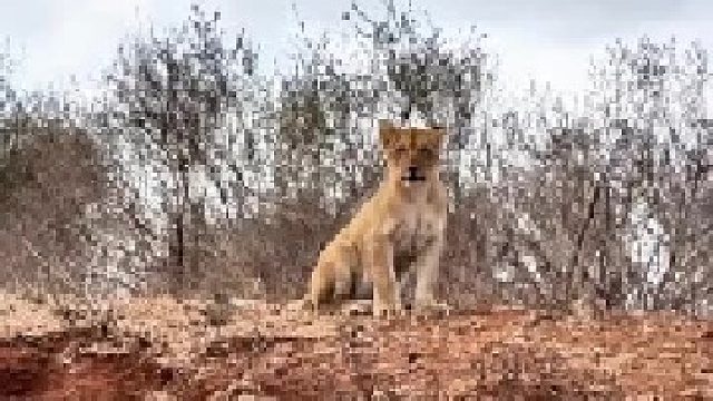 和狮群走散的小狮子正在寻找家人
