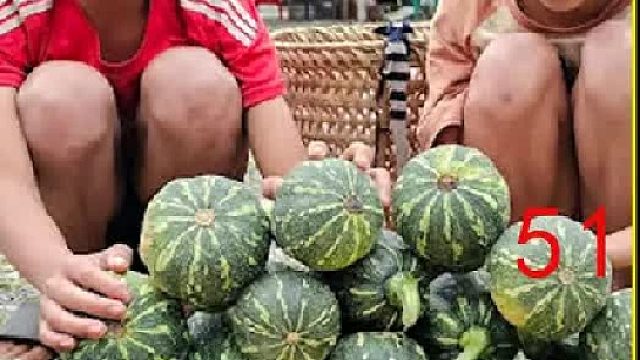 阿豪采摘南瓜尖 并带往集市进行贩卖