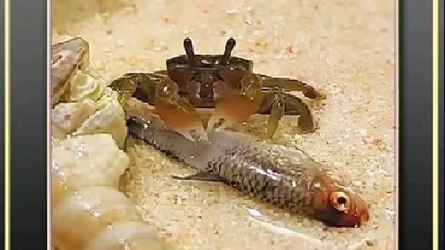 免费的小型萌宠