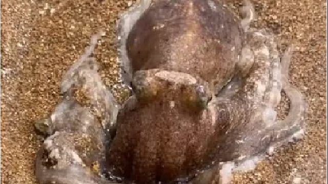 户外赶海抓海鲜