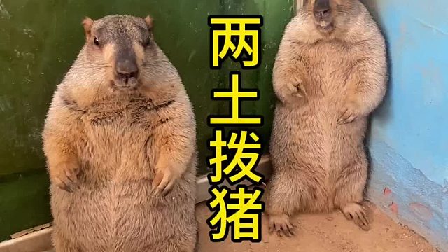 不锈钢都被你干破了。