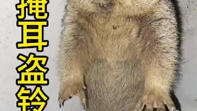 跟我玩掩耳盗铃呢！