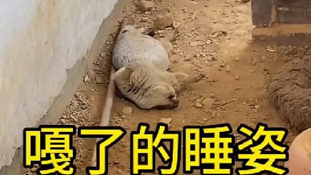 这睡姿不可取。