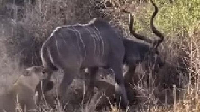 捻角羚虽有一对尖角，依旧逃不过狮子的捕食