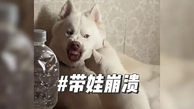 狗：哪有带娃不疯的？