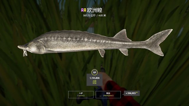 小星鳇一枚，停的偏下了。。