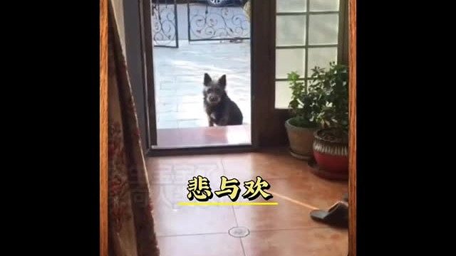 流浪狗把孩子送给人类，只为孩子能不在挨饿