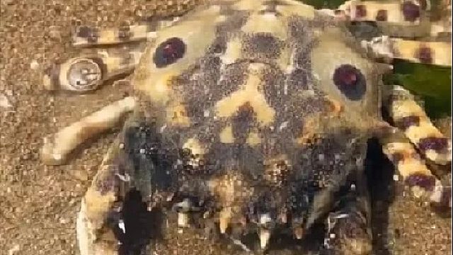 户外赶海抓海鲜