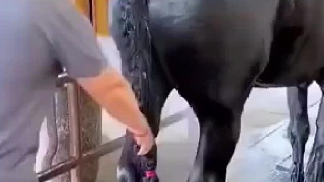 和我第一次用智能马桶一样的,这马为什么没有撩蹶子？