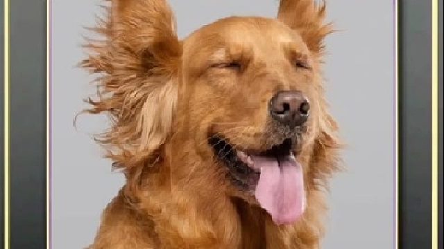 狗子的迷惑行为