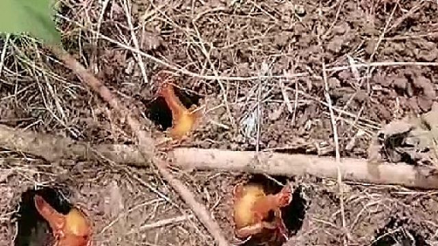 我以为谁把奥尔良烤翅埋地里了。