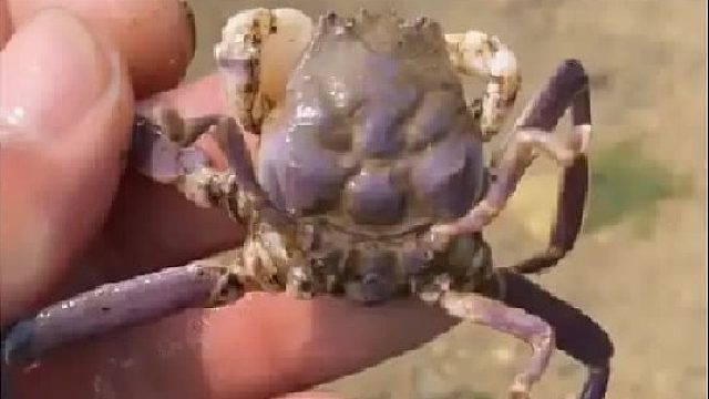 户外赶海抓海鲜