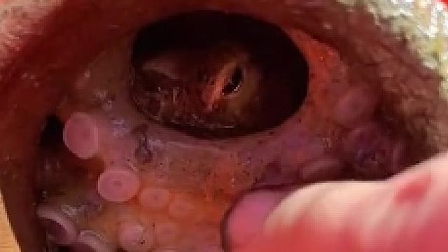 -章鱼智商有多可怕