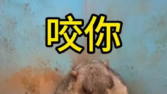 拆拆还是不好惹啊！