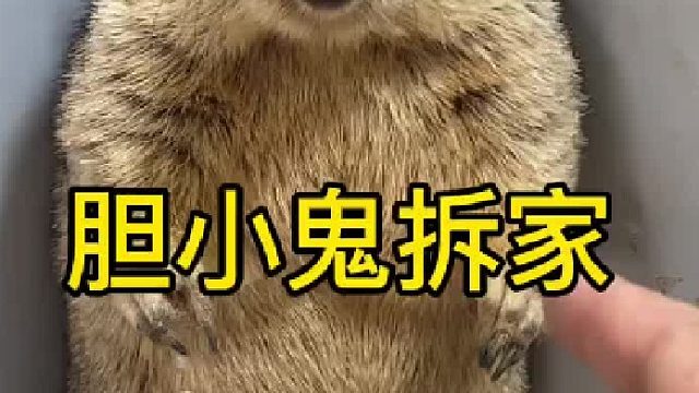 胆小鬼也学会拆家了。