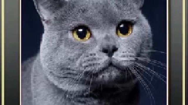 被玩坏的猫咪们