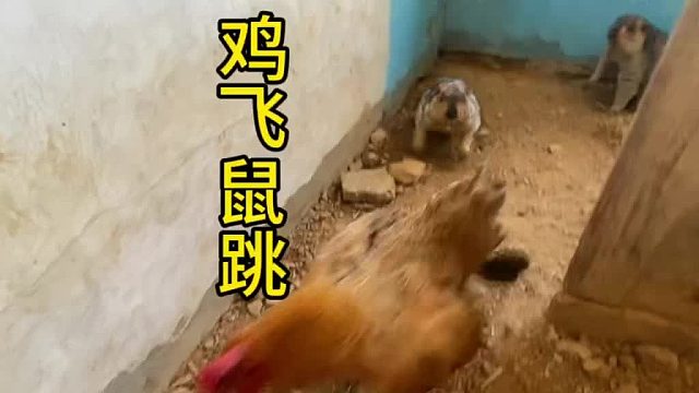 胆小鬼这么勇我是没想到的。