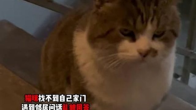 “谁家猫咪这么礼貌呢”