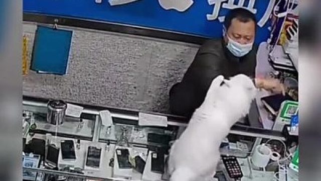 猫咪没有隔夜的仇，因为有仇当场就报了