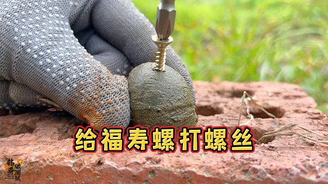 给福寿螺打螺丝钉，会发生什么逝？