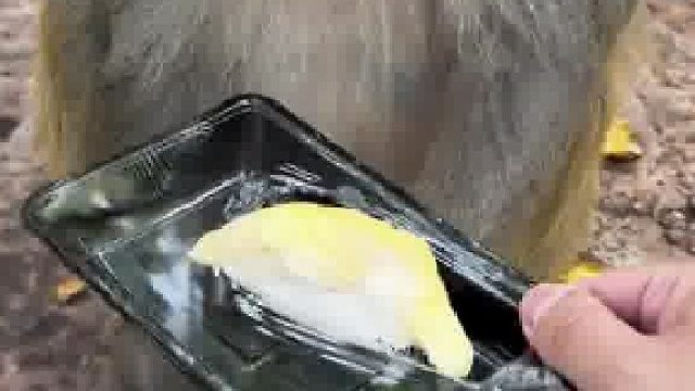 你当它面吃了，它能佩服死你。