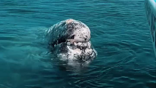 鲸鱼很配合人类给它清理藤壶，但这样也是杯水车薪……