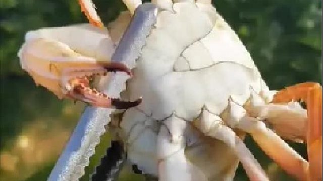 户外赶海抓海鲜