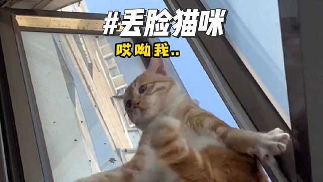 “猫猫我啊这次脸真的丢大了”